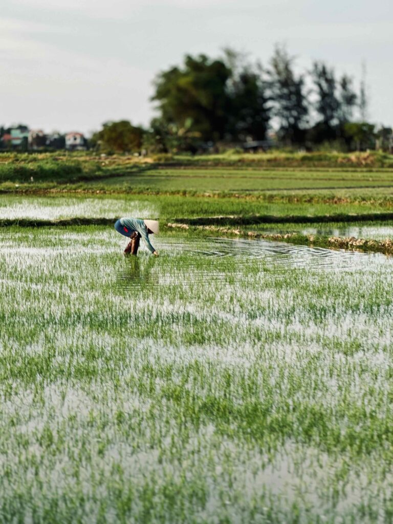 Rijstvelden ontdekken op de fiets met kindjes in Hoi An, Vietnam